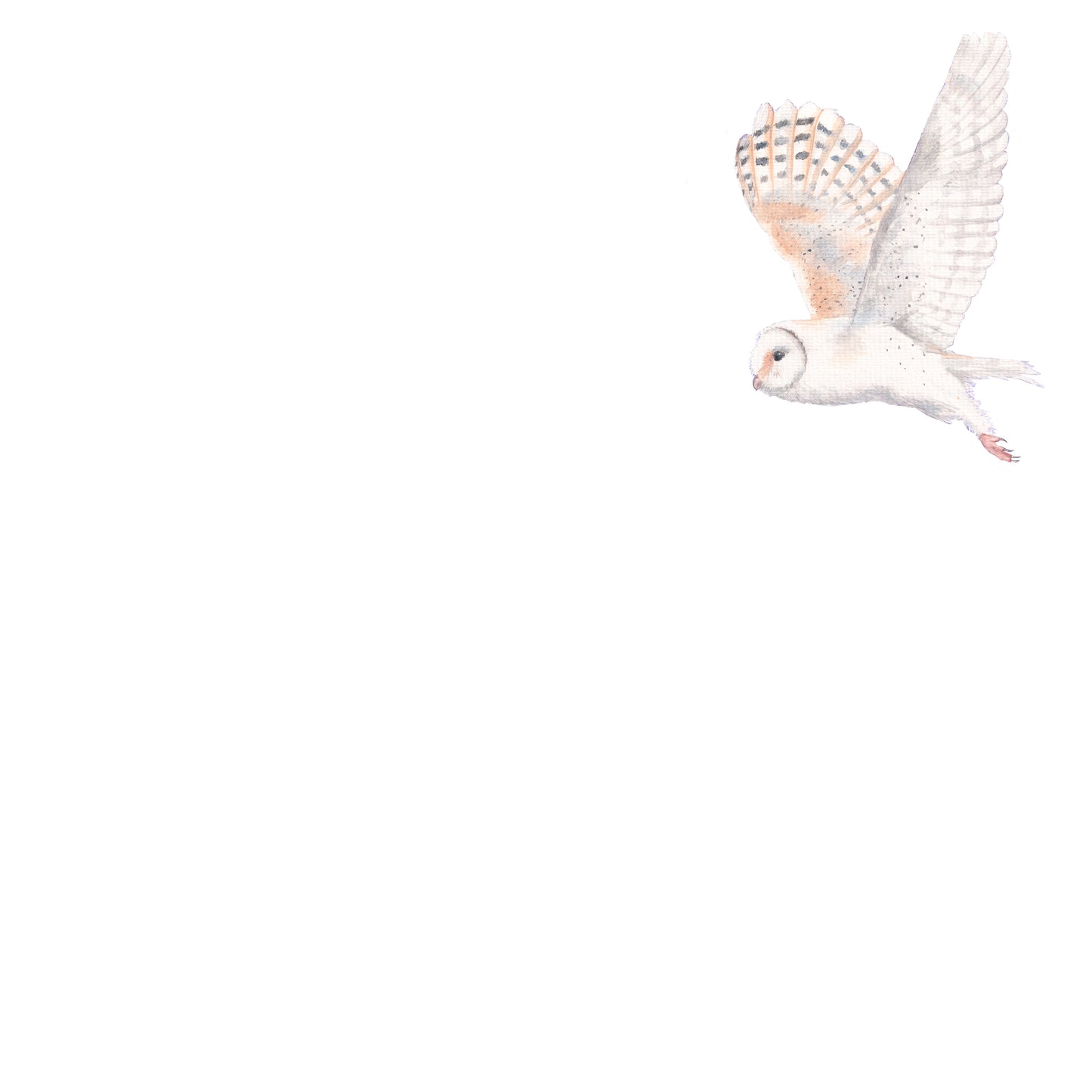 Midnight Owl greeting card