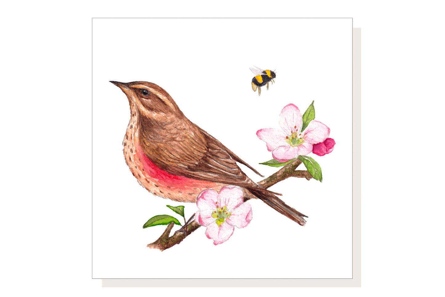 Redwing Greeting Card